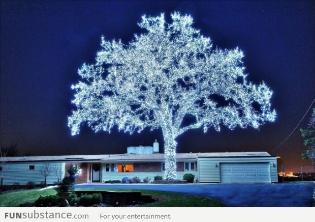 40,000 LEDs and a perfect tree