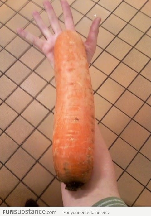 This carrot is pretty big