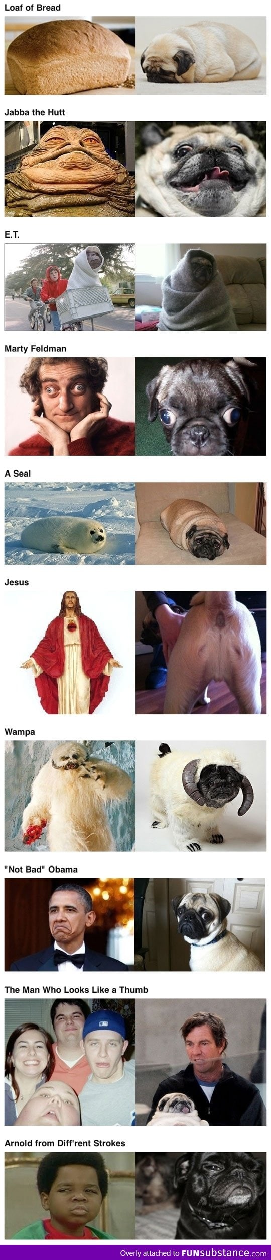 Pugs that look like things