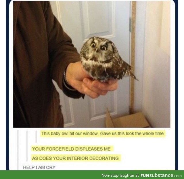 Sassy owl isn't amused.