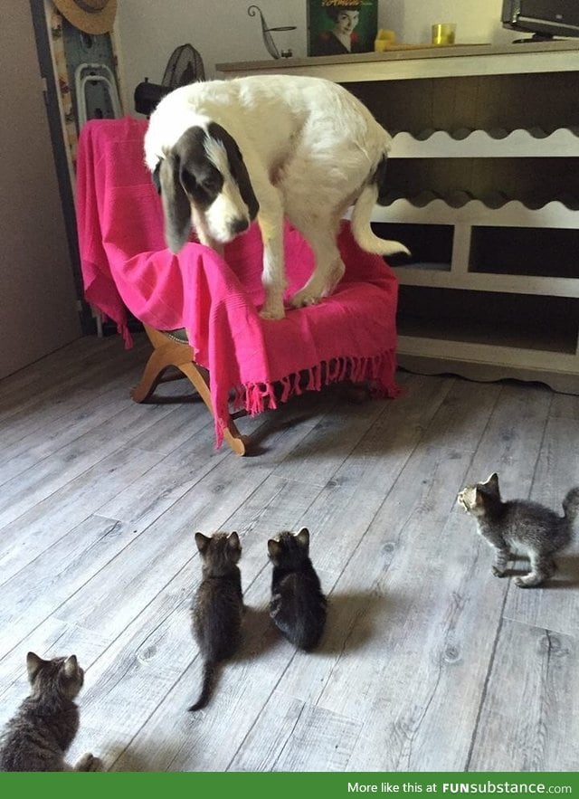 Little kittens can be very scary