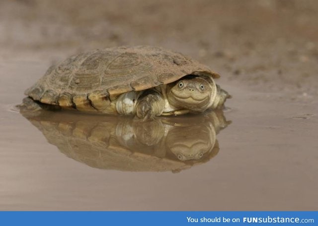 African helmeted turtle