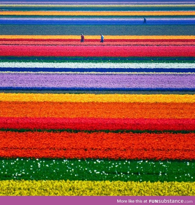 Tulip fields in The Netherlands