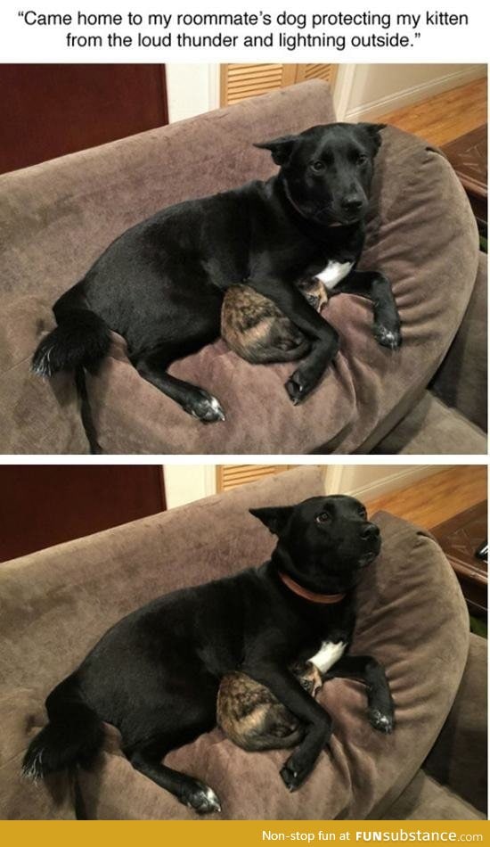 Dog protecting kitten