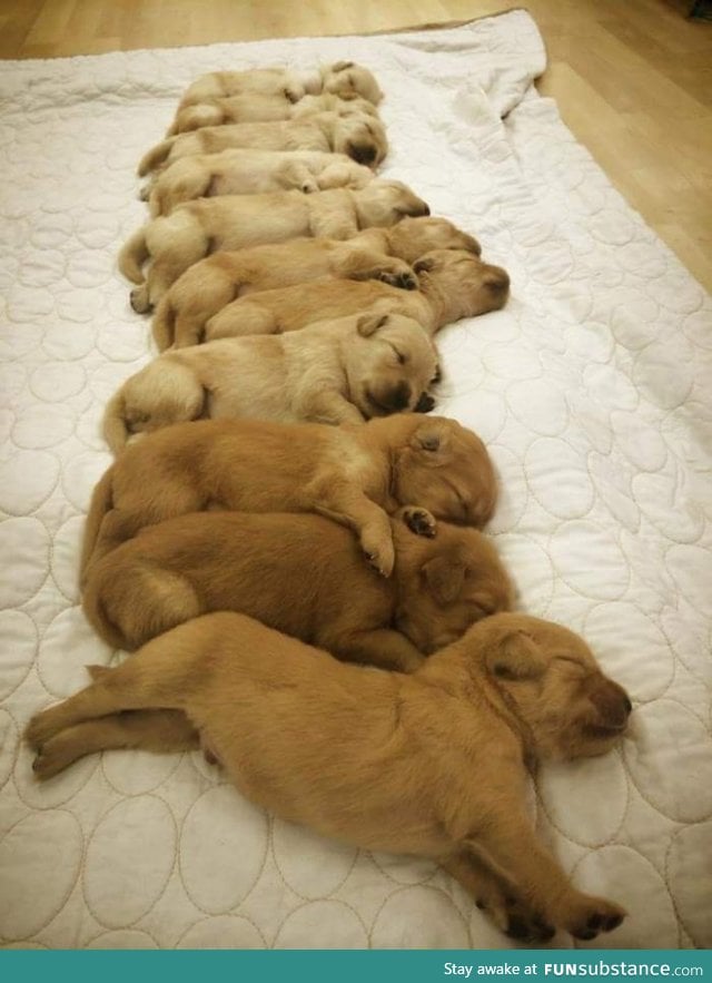 11 two week old golden retrievers