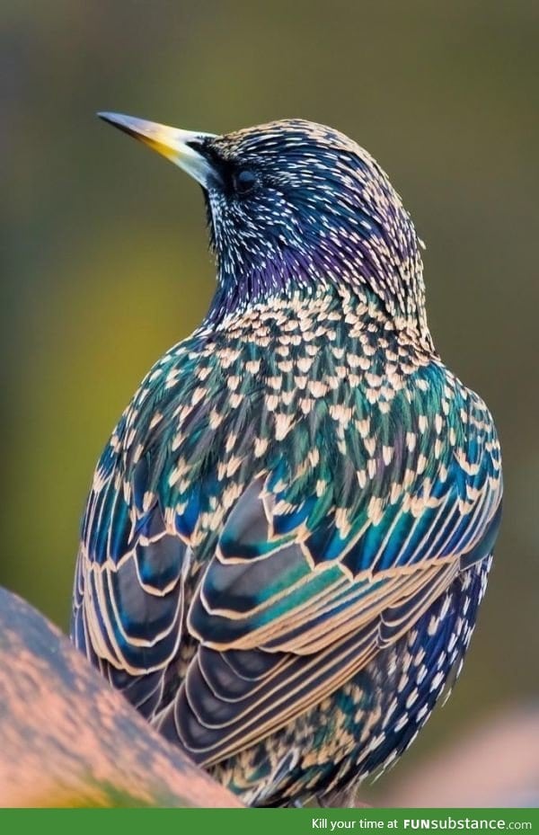 Starling