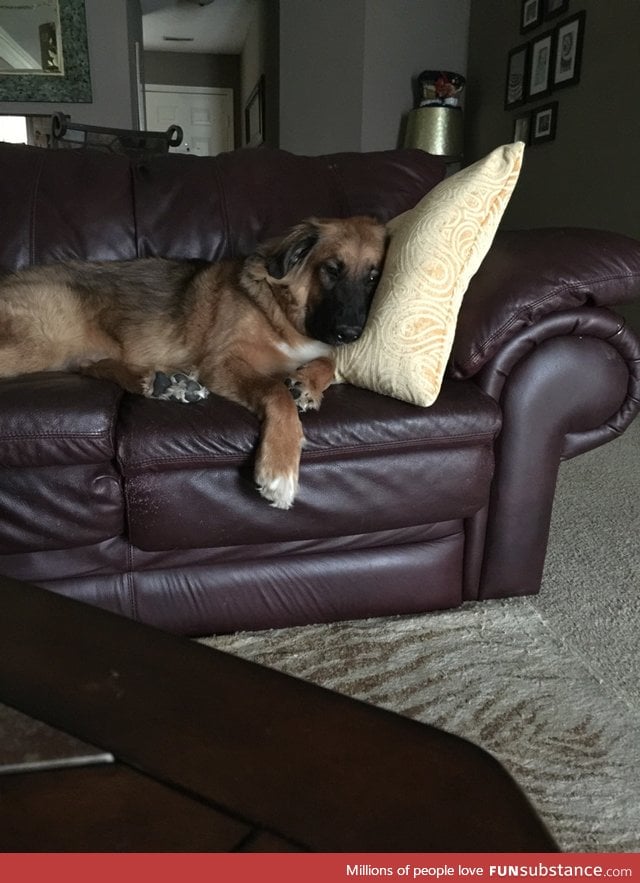 He will carry a pillow to the couch just to put his head on it