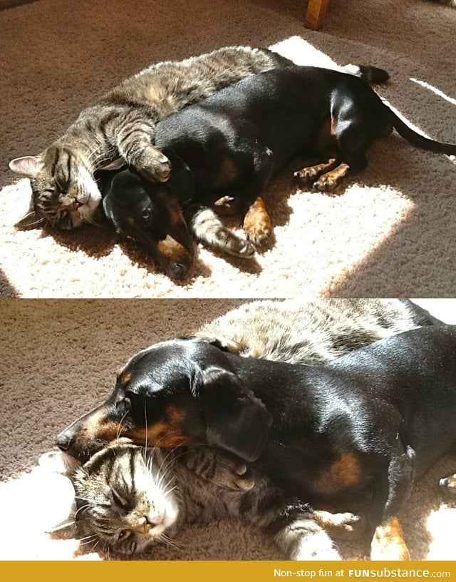 Cat and dachshund cuddling together in the sun