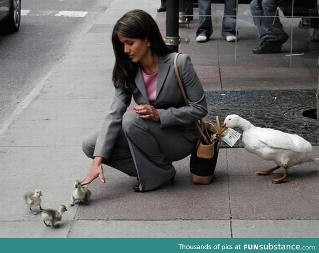 Beware of the cute duckling scam!