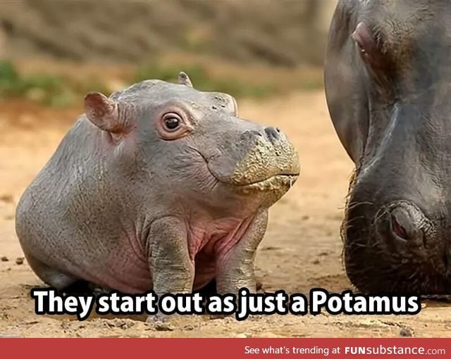 They grow the Hippo part later