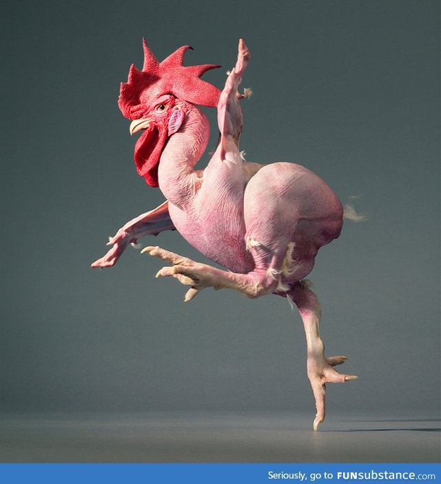 Featherless chicken