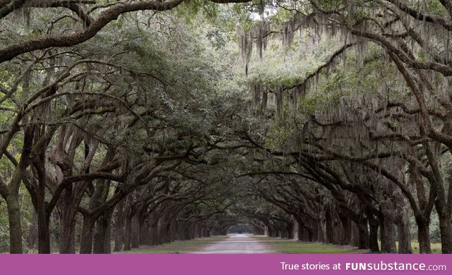 The entrance to an old plantation outside of Savannah Georgia