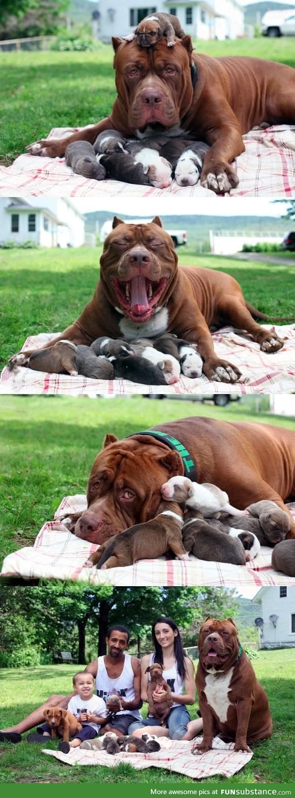 Hulk, the world's biggest pitbull is a proud father now