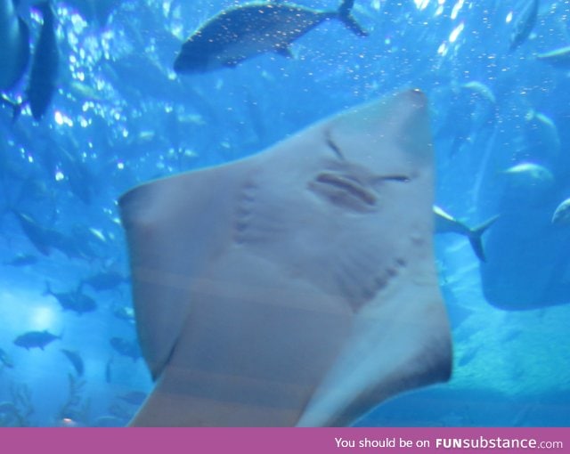 Stingray? Impossibru!