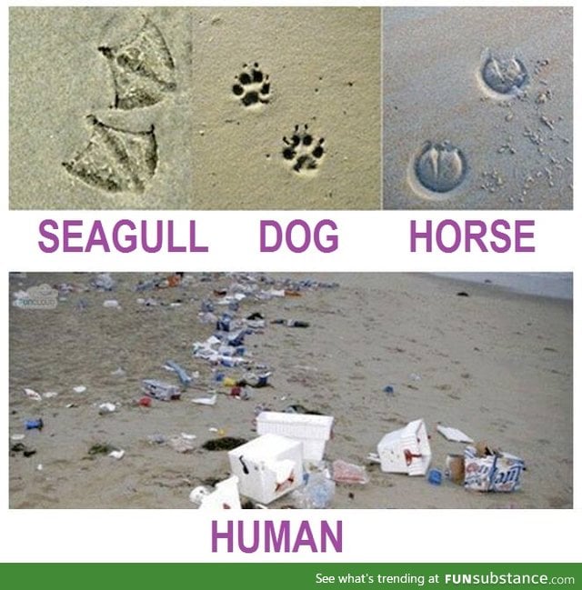 Animal Track Identification Guide