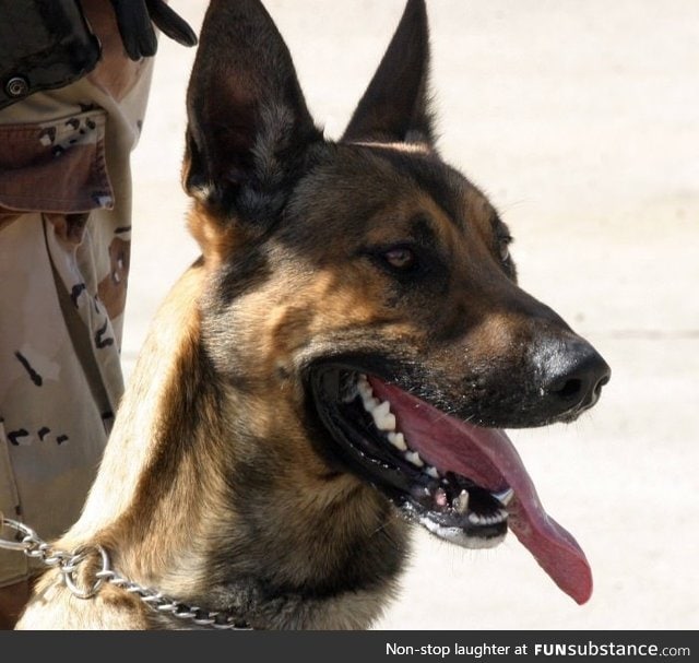 This dog has titanium teeth