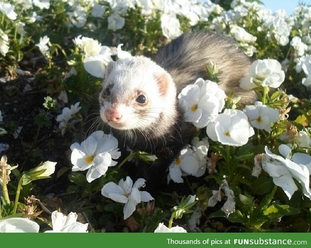 Day 263 of your daily dose of cute: Ferret flowers fun!