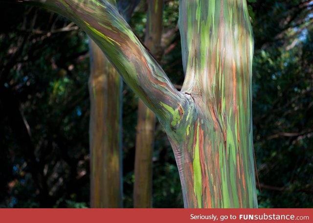 One of many rainbow eucalyptus trees in Maui, Hawaii