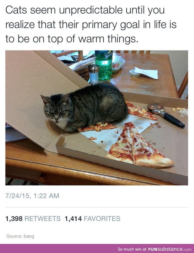 Cat's life goals