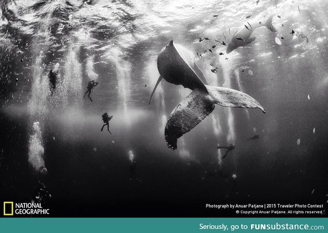 2015 National Geographic Travelers Photo Contest "Whale Whisperers"