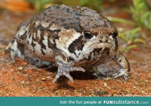 This frog looks like every person who's asked to speak to the manager in a retail setting