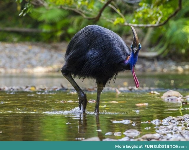 Modern Velociraptor (Cassowary)