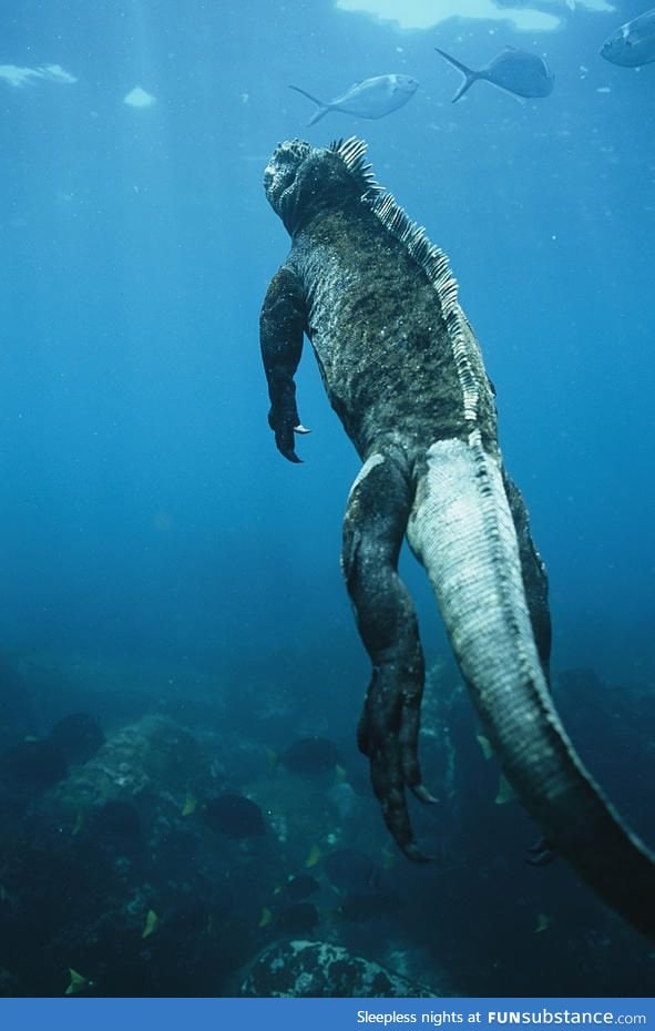 Marine iguana