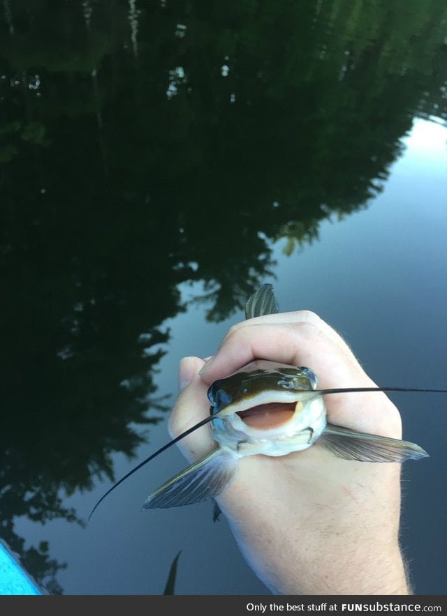 Ridiculously photogenic... Catfish?