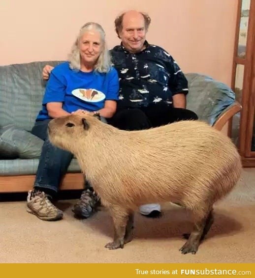 Capybara, the world's largest rodent and apparently an acceptable pet in the UK