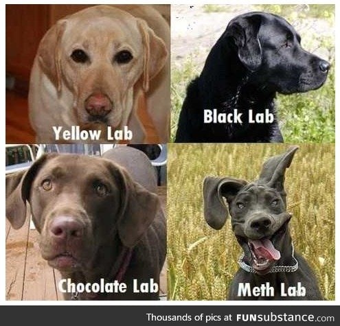 labs