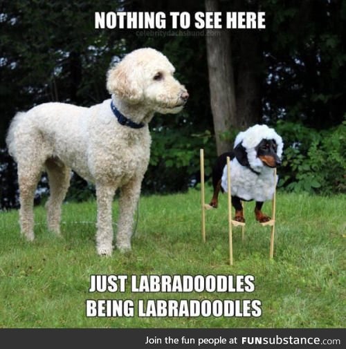 Labradoodles