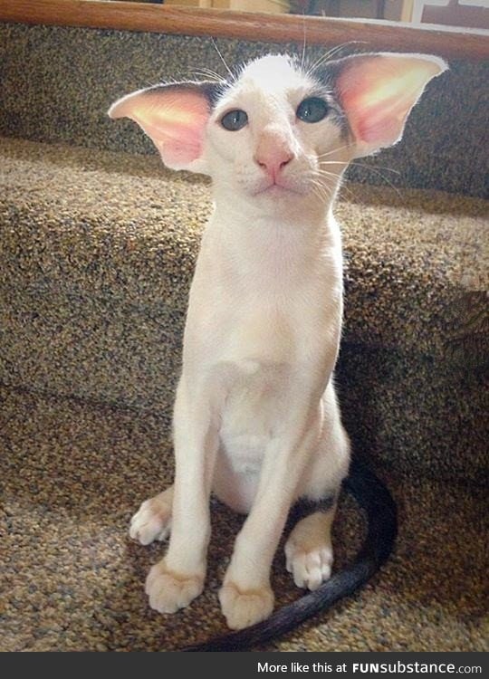 Dobby is a free elf!