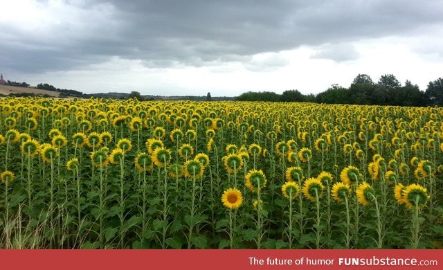 Rebel sunflower doesn't want to face East