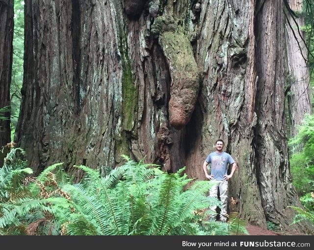 Giant red wood