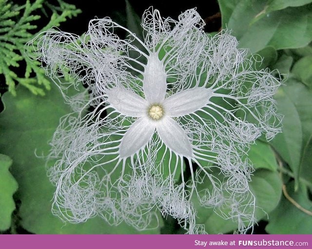 The snake gourd flower