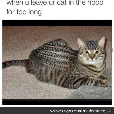 Hood cat