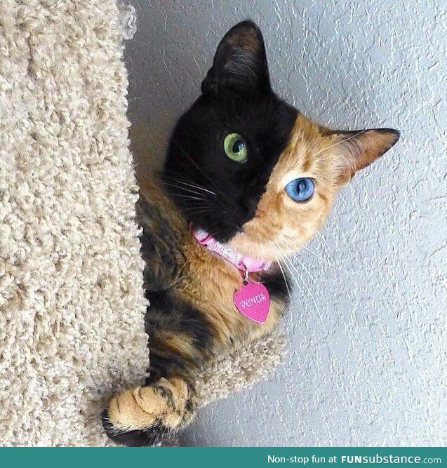 Amazing chimera cat