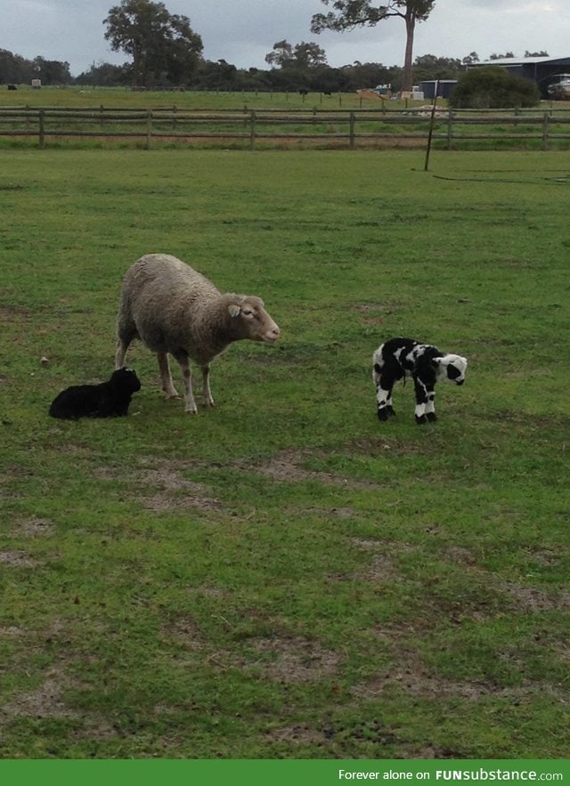 This lamb looks like a cow