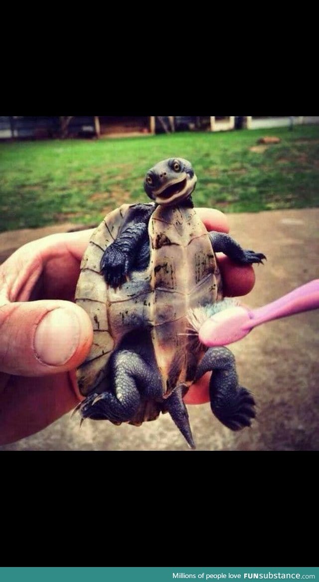 That is one happy turtle