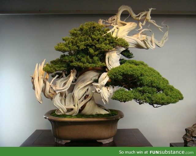 This 800 year old Bonsai is beautiful