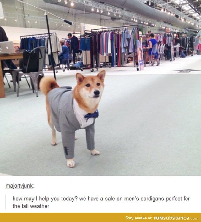 doge got a job