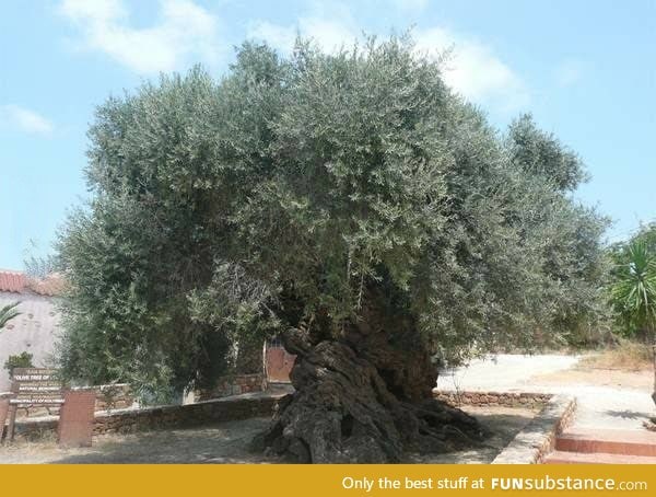 This tree is 3000 years old (Crete, Greece)