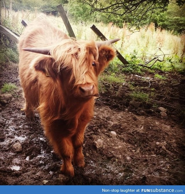 Scottish highland cow