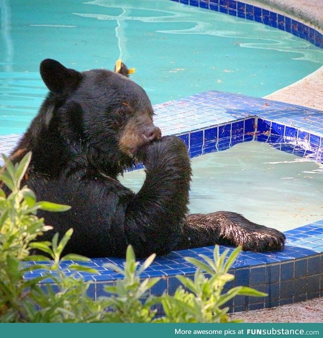 A bear deep in thought