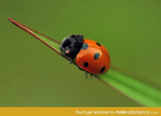 Ladypug.