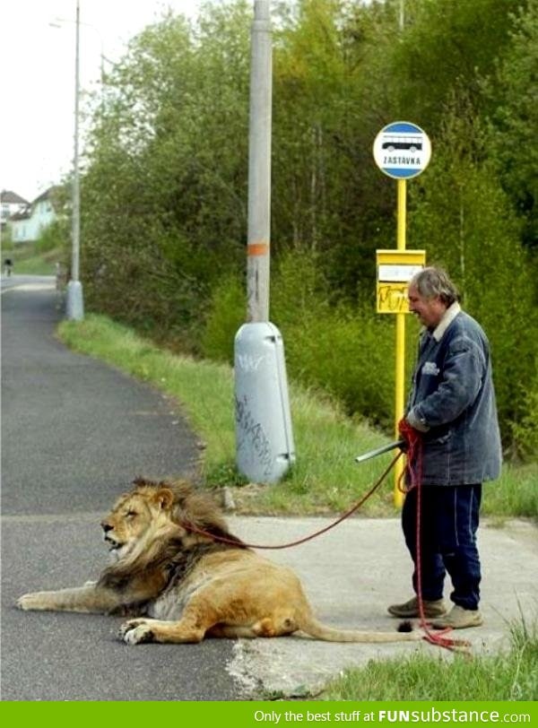 Just your average day at the bus stop