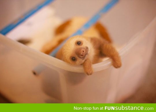 Cutest baby sloth that ever