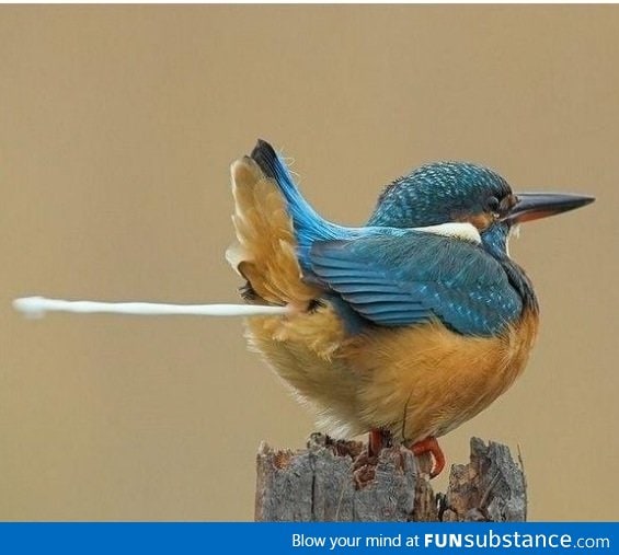 Bird pooping in motion