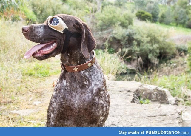 Got my dog some "doggles" off eBay!