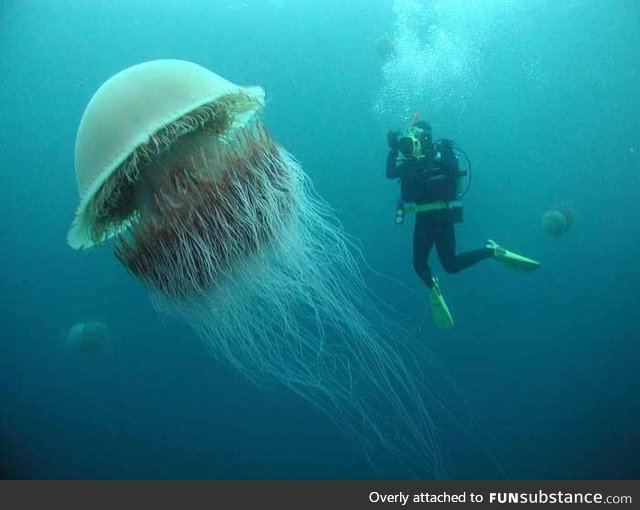 The Lion's Mane Jellyfish, the largest jellyfish in the world.